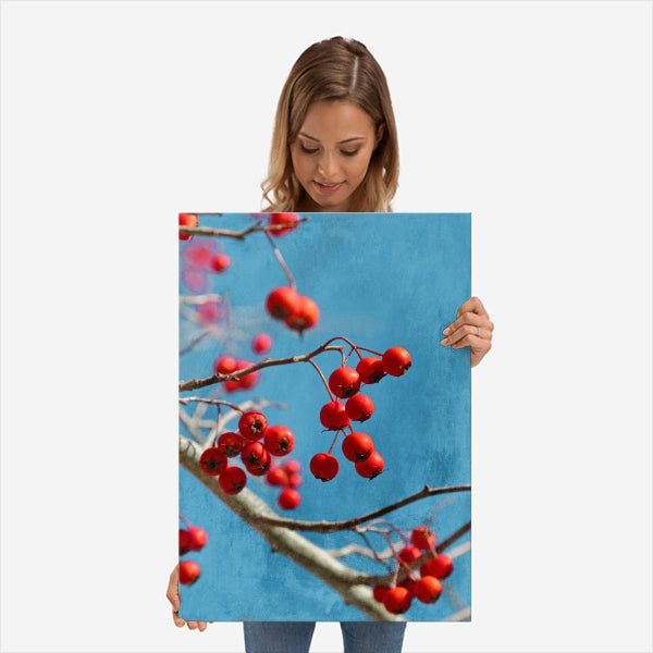 Bright Red Crabapples Hang From A Tree With Blue Sky An ...